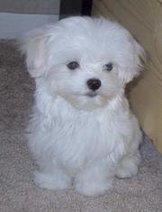 affectionate and lovely maltese puppies for adoption