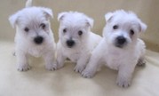 Clean And Healthy West Highland White Terrier Puppies For Sale